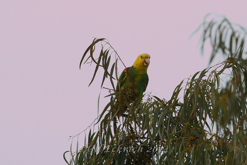 Yellow-headed Parrot 2014-01-25_1.jpg